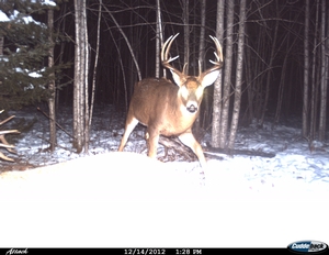 Whitetail Deer